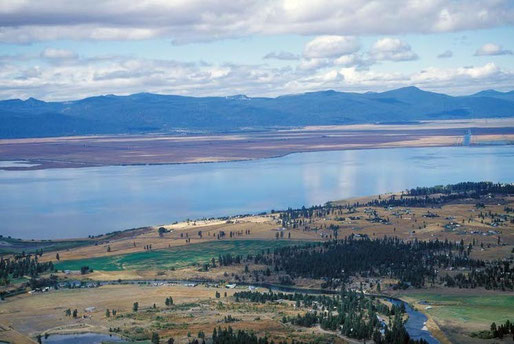 Algue AFA dans son milieu naturel, eau douce du lac Klamath