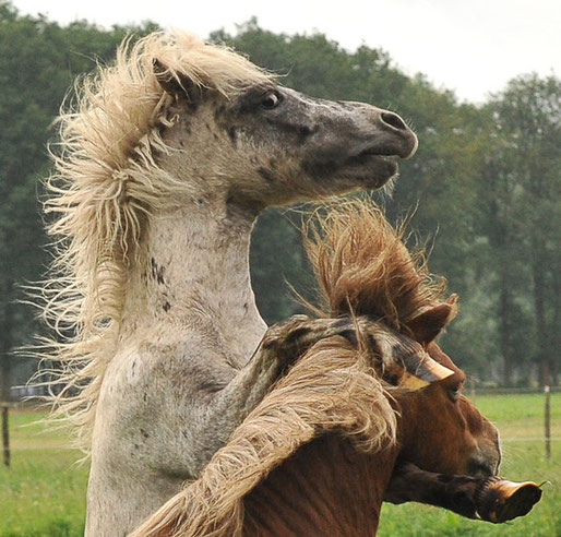 Foto van de maand - Juli 2011 - Sjaak van Wijlick