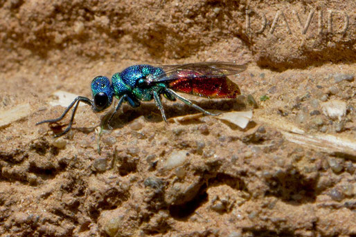 Goldwespe Chrysis ruddii