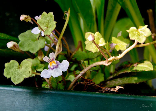 Mauer-Zimbelkraut Cymbalaria muralis  Naturgartenbalkon wildlife garden balcony native plants balcony through ivy-leaved toadflax Kenilworth ivy coliseum ivy Oxford ivy mother of thousands pennywort wandering sailor,