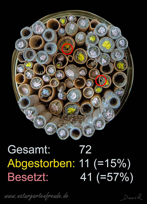 Farbig markierte Verschlußdeckel Insektenhotel Insektennisthilfe Nisthilfe Schilf  Pappröhrchen Strohhalme Wildbienen wildbee insect hotel nesting aid  reed 