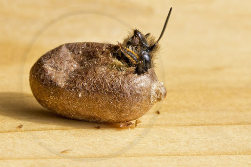 solitary bee wildbee insect hotel red mason bee hatch cocoon chrysalis Schlupf Kokon Rote Mauerbiene osmia bicornis