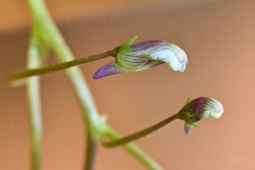 Mauer-Zimbelkraut Cymbalaria muralis  Naturgartenbalkon wildlife garden balcony native plants balcony through ivy-leaved toadflax Kenilworth ivy coliseum ivy Oxford ivy mother of thousands pennywort wandering sailor,