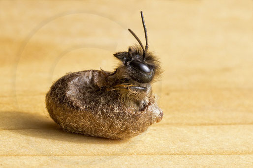 solitary bee wildbee insect hotel red mason bee hatch cocoon chrysalis Schlupf Kokon Rote Mauerbiene osmia bicornis
