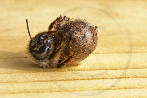 solitary bee wildbee insect hotel red mason bee hatch cocoon chrysalis Schlupf Kokon Rote Mauerbiene osmia bicornis