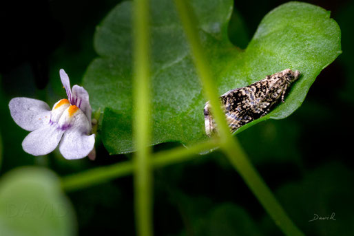 Mauer-Zimbelkraut Cymbalaria muralis  Naturgartenbalkon wildlife garden balcony native plants balcony through ivy-leaved toadflax Kenilworth ivy coliseum ivy Oxford ivy mother of thousands pennywort wandering sailor,