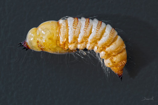 Trauerschweber Anthrax anthrax Puppe  insect nesting aid insect hotel  bee flies red mason bee parasite  chrysalis cocoon