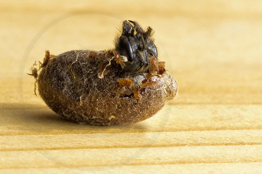 solitary bee wildbee insect hotel red mason bee hatch cocoon chrysalis Schlupf Kokon Rote Mauerbiene osmia bicornis