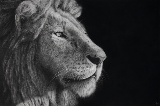 lion into the light drawing by french pencil artist Magali Lapeyre-Mirande lion dans la lumière dessin artiste dessinatrice