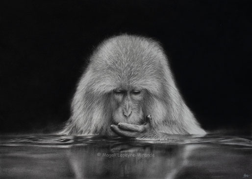 japanese monkey into the light drawing by french pencil artist Magali Lapeyre-Mirande macaque japonais dans la lumière dessin artiste dessinatrice