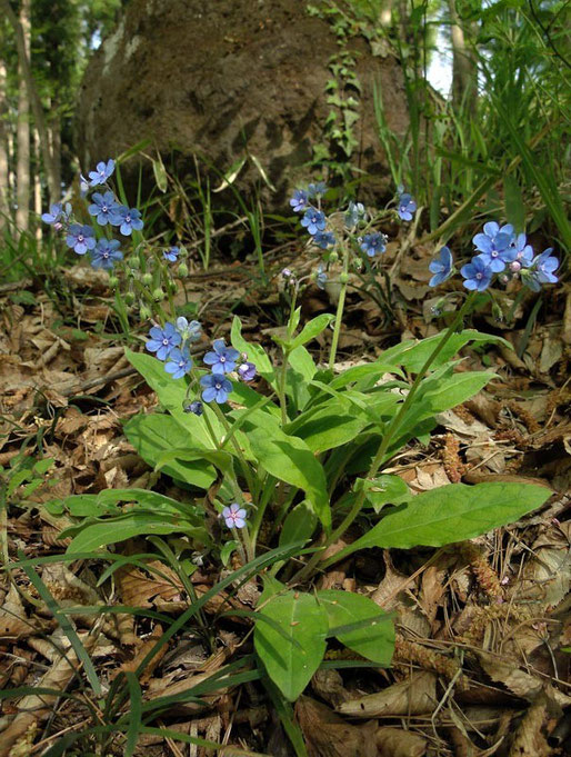 ルリソウ　(瑠璃草)　ムラサキ科 ルリソウ属　　2010.05.09 福島県福島市