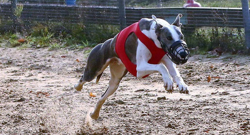 Prince-Caspian (Klug) Coursing Rüden Platz 2