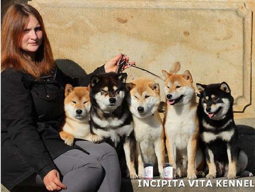 Tandheelkundig camouflage meesterwerk OUR NEWS: - shibas-inu's JimdoPage!