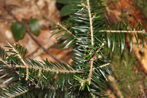 Durch Rehwild verbissene Tanne (©Foto: Dr. G. Strobel)