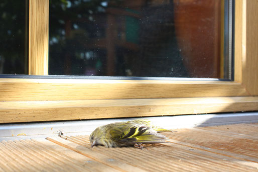 Eines von Millionen Opfern: Große Fensterflächen und Glasfassade können für Vögel zur tödlichen Falle werden. Foto: LBV/Peter Bria