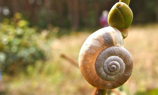 Schneckenplage im Garten NABU Heidelberg Die Naturschutzmacher vor Ort!
