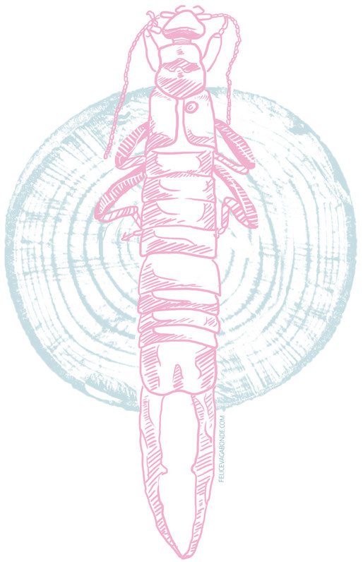 illustration st.-helena-riesenohrwurm