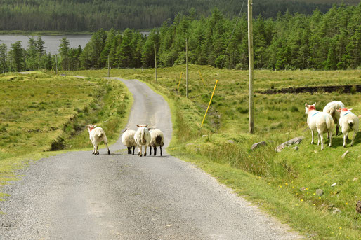 Road trip across Ireland