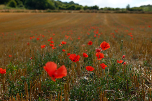 Mohnfelder in der Normandie