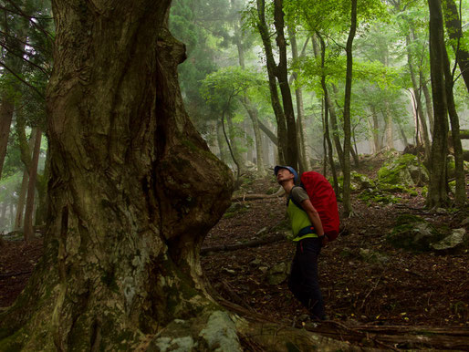 A horse chestnut tree along the Saba Kaido, aka the "Mackerel Road."