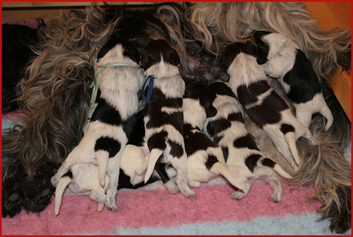 Schapendoes Welpen aus dem U Wurf