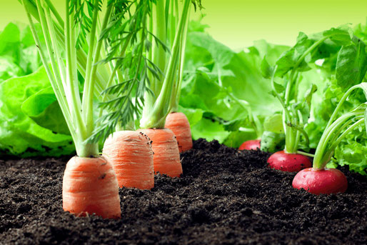 CURSO DE agricultura ecológica