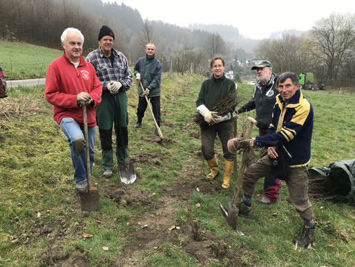 Naturhecke in GMBruch gepflanzt NABU Oberberg