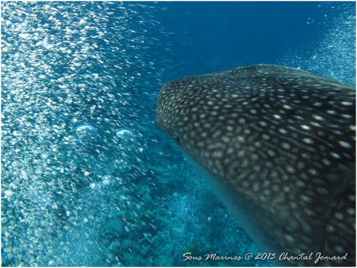 "Requin Bulleine"