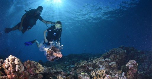 Plongée sous-marine dans le lagon de Saint-Leu, La Réunion