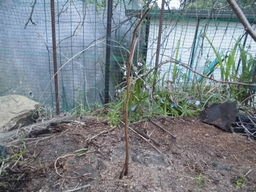 ポポーの栽培 19年 Daikichi Home Garden ページ