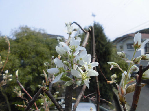 ジューンベリー　の花の写真