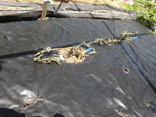 枯れた小玉スイカの苗の写真