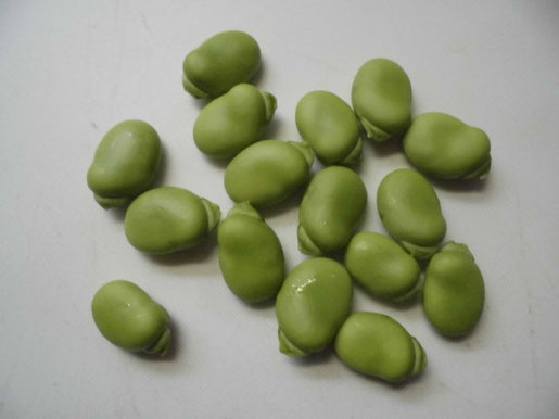 ソラマメの豆の写真