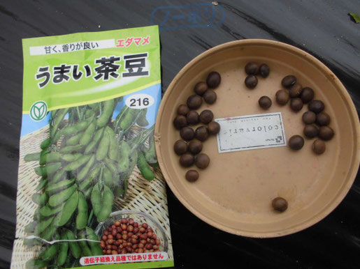 うまい茶豆の種の写真