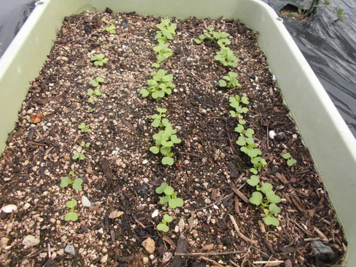 プランターで 四季まき小かぶ 春蒔き Daikichi Home Garden ページ