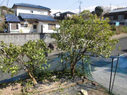 シークワーサーの生育の様子 19年 Daikichi Home Garden ページ