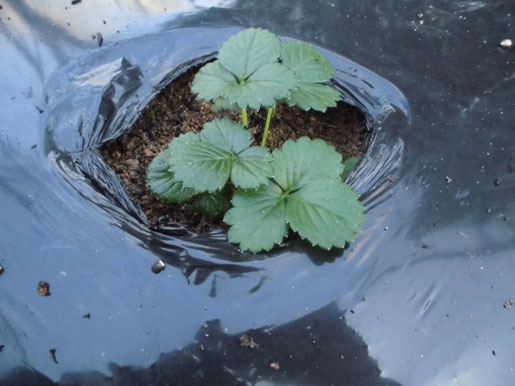 植え付けた四季成りイチゴ　桃娘　の写真