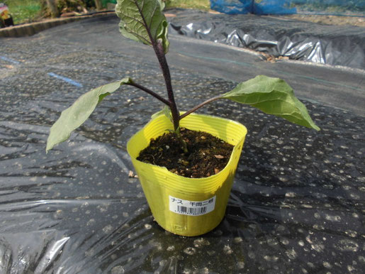 【今だけお買い得❗️】なす苗　千両2号　◎プラグ苗(100苗)◎ 今だけお買い得❗️】なす苗 千両2号 ◎プラグ苗(100苗)◎ ナス（