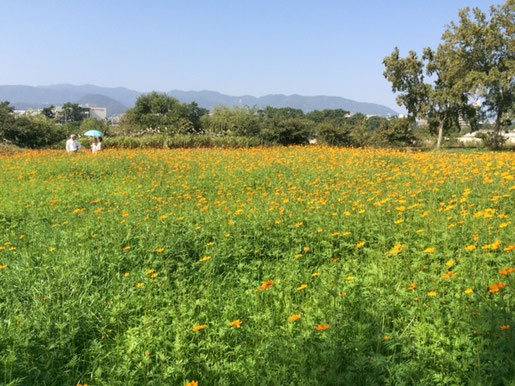 武庫川コスモス園