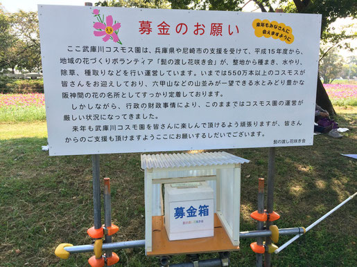 武庫川コスモス園