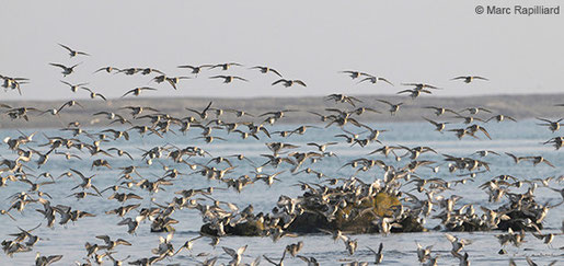 GEOCA, Groupe d'Etudes Ornithologiques des Côtes-d'Armor, ornithologie, observation oiseaux Côtes-d'Armor, avifaune Côtes-d'Armor, limicoles, Marc Rapilliard, Bretagne, Côtes-d'Armor