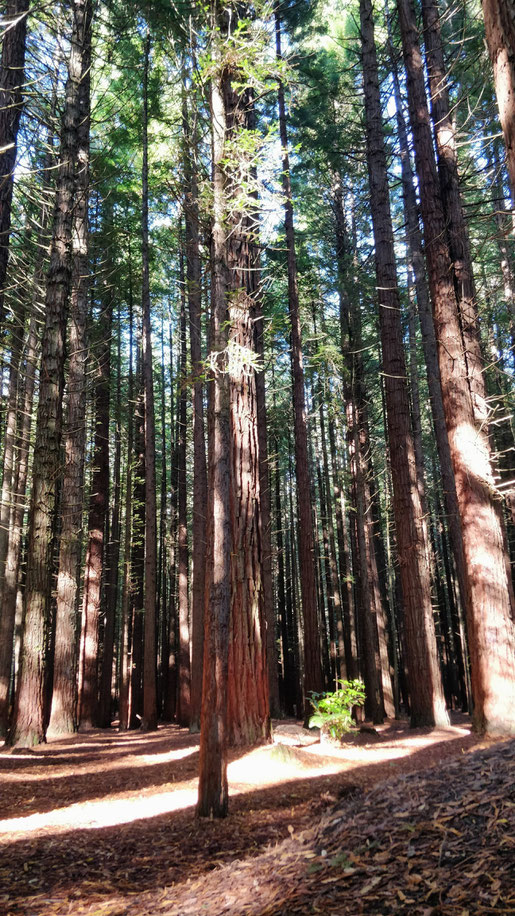 RedWood Forest