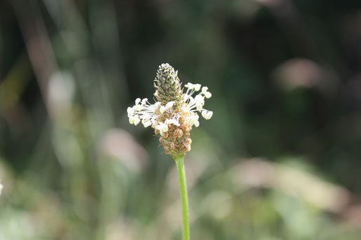 Plantain lancéolé, photo prise près de Melle, Deux-Sèvres soigne les bronches, les piqûres et autres allergies, les conjonctivites, les ampoules - se mange cru en salade ou cuit, goût de champignon