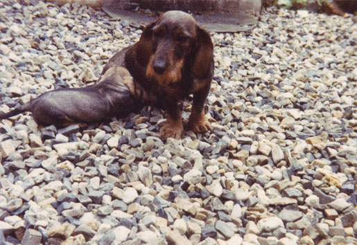 "Buschka vom Wilden Eber" with my first bred puppy "Ambo vom Kaufunger Wald", 1986