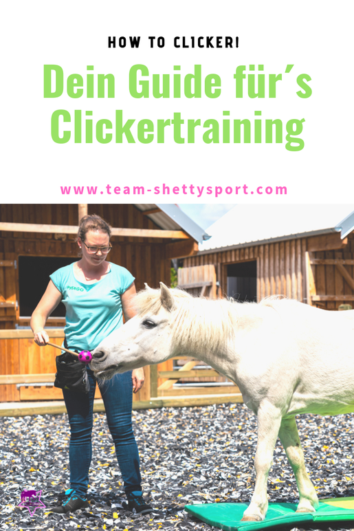 Clickertraining mit Pferden! So funktioniert das Training mit positiver Verstärkung. 