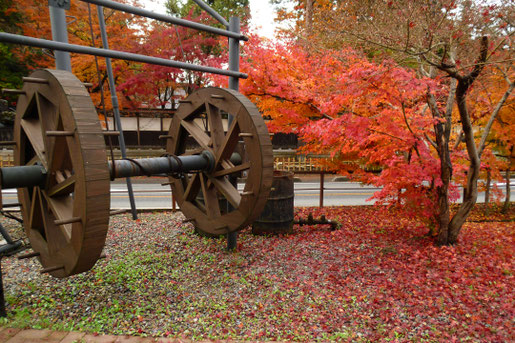 みごろの紅葉