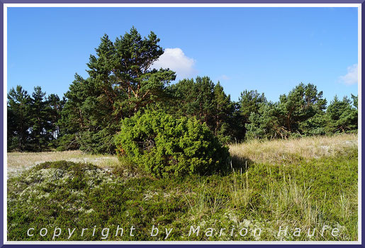 Braundünen haben eine geschlossene Vegetationsdecke. In ihnen wachsen Büsche und Bäume, Darßer Ort/Mecklenburg-Vorpommern.