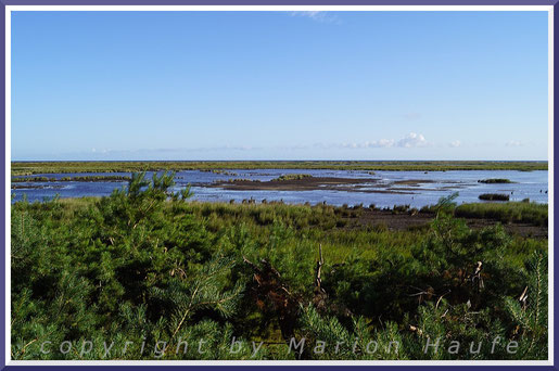 Blick von der Adlerplattform auf den Libbertsee - einen ehemaligen Strandsee, der Verbindung zur Ostsee hatte, Darßer Ort/Mecklenburg-Vorpommern.