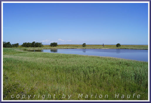 Blick von der dritten Aussichtsplattform ("Entenplattform") auf den Libbertsee und die ihn umgebende Landschaft, Darßer Ort/Mecklenburg-Vorpommern.