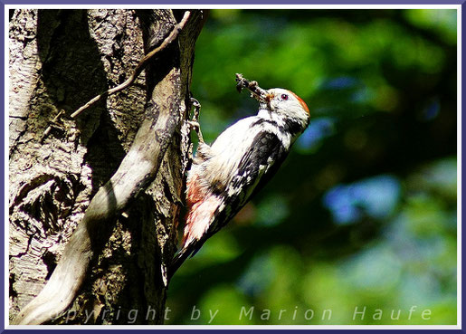 Mittelspecht (Leiopicus medius) am Nistplatz mit Futter für die Jungvögel.